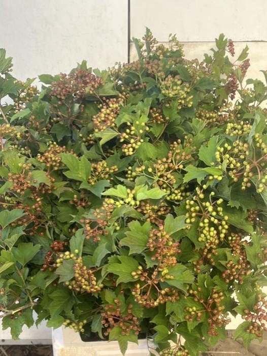 <h4>VIBURNUM ROSEUM (SNEEUWBAL) VIBURNU</h4>