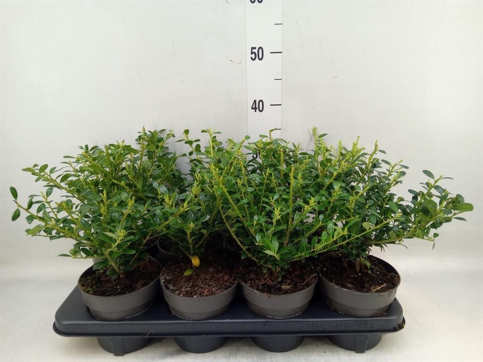 <h4>Ilex crenata</h4>