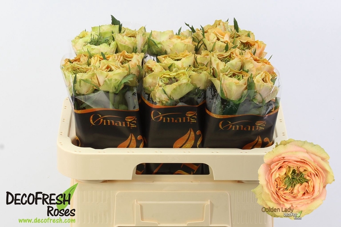 <h4>R Gr Golden lady Omang</h4>