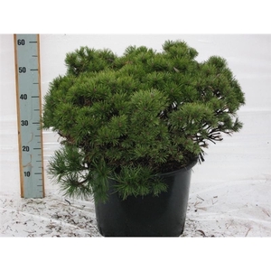 Pinus mugo Mops