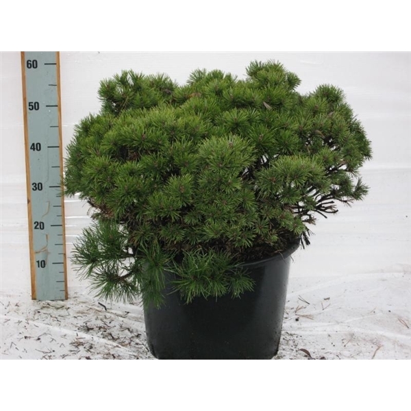 <h4>Pinus mugo Mops</h4>