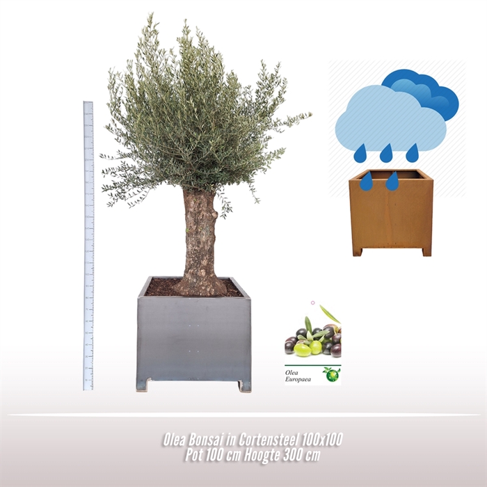 <h4>Olea Bonsai in Cortensteel 100x100</h4>