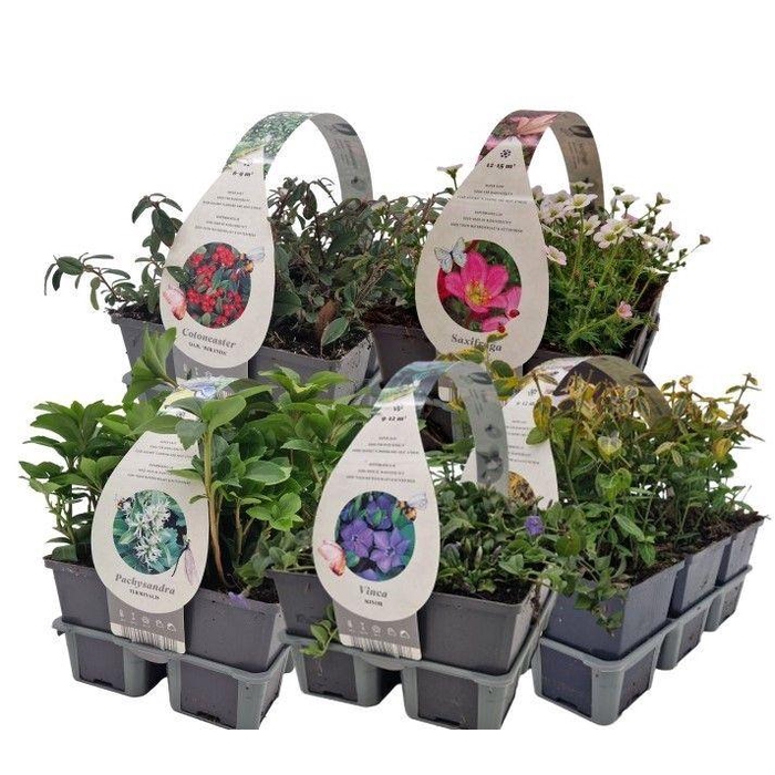 <h4>Bodembedekkers in 6-pack MIXLAAG</h4>