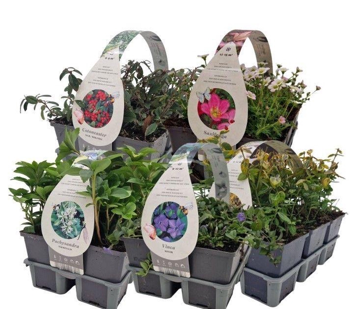 Bodembedekkers in 6-pack MIXLAAG