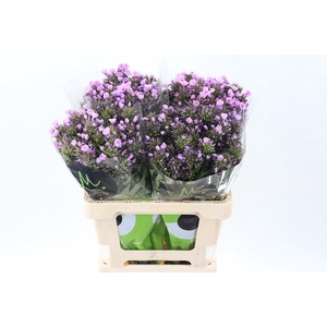 Phlox Pb Violet Eyes