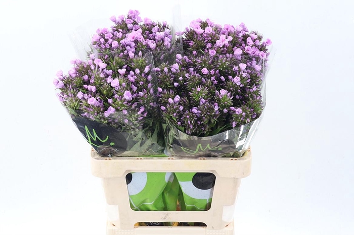 <h4>Phlox Pb Violet Eyes</h4>