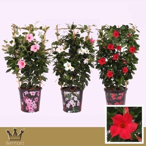 Dipladenia P19 Rek Mix cc