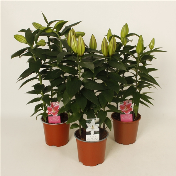 <h4>Lilium oriëntal mix 13 cm blanco hoes+etiket (or. lelie)</h4>