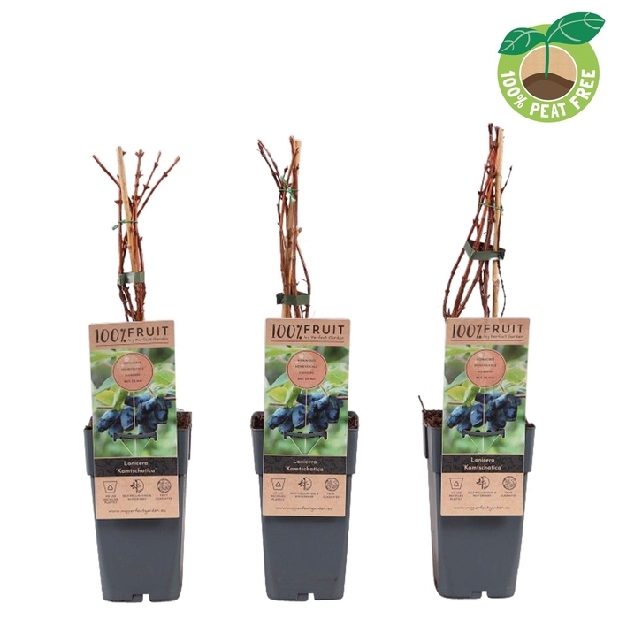 <h4>Lonicera Caerulea Kamchatika</h4>