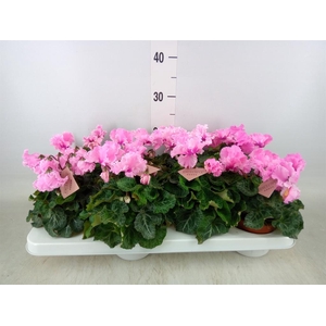 Cyclamen MD 'Merengue'