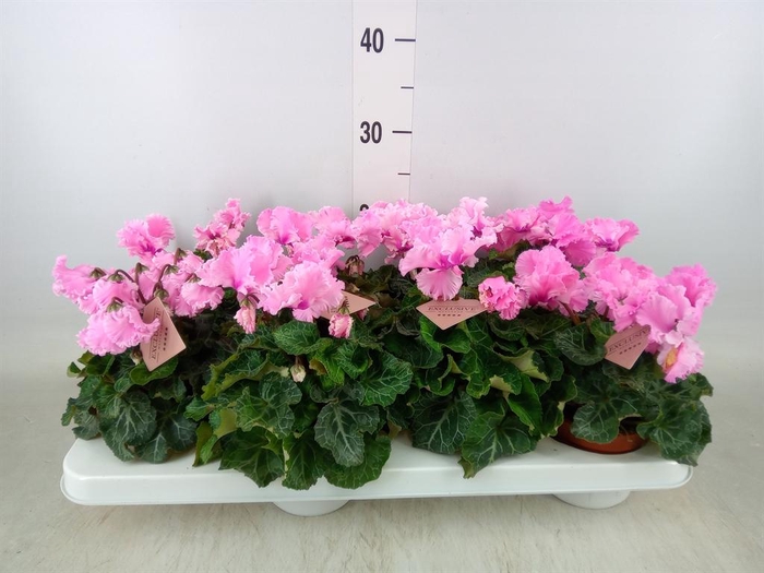 <h4>Cyclamen MD 'Merengue'</h4>