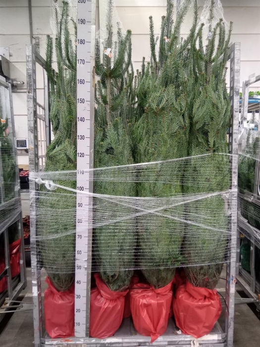 <h4>Abies nordman.</h4>