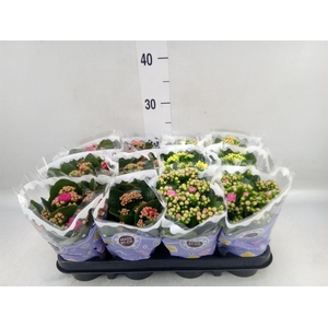 Kalanchoe blos.   ..rosebud mix  5