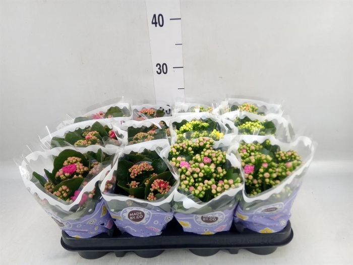 <h4>Kalanchoe blos.   ..rosebud mix  5</h4>
