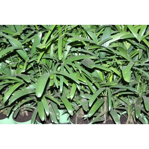 PALMEIRA RAPHIS P17
