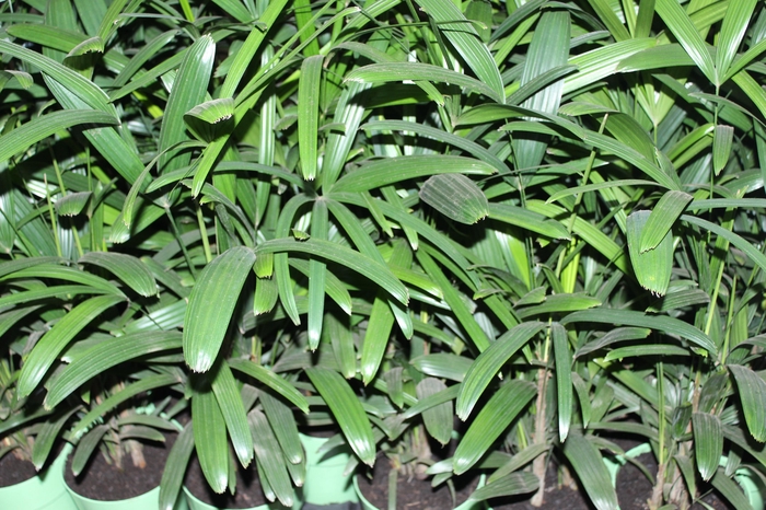 <h4>PALMEIRA RAPHIS P17</h4>