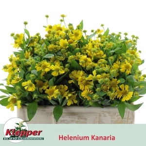 Helenium Kanaria Klepper