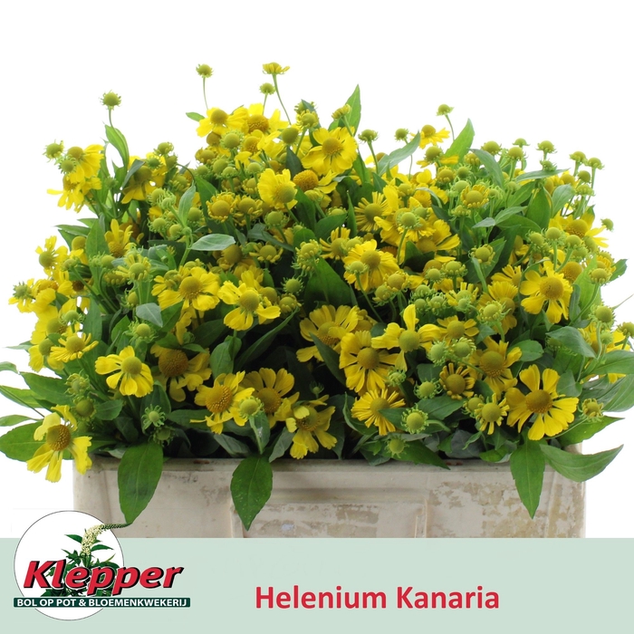 <h4>HELEN KANARIA</h4>