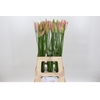 Nerine Vesta K