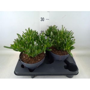 Crassula ovata 'Gollum'