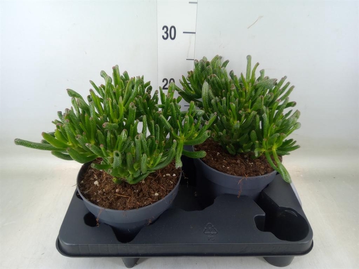 <h4>Crassula ovata 'Gollum'</h4>