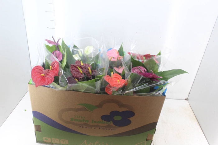 <h4>ANTHURIUM VARIADO P15</h4>