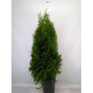 Thuja occid. 'Smaragd'