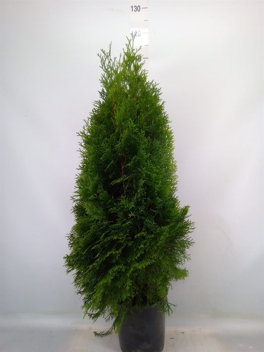 <h4>Thuja occid. 'Smaragd'</h4>