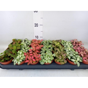 Fittonia   ...mix 7