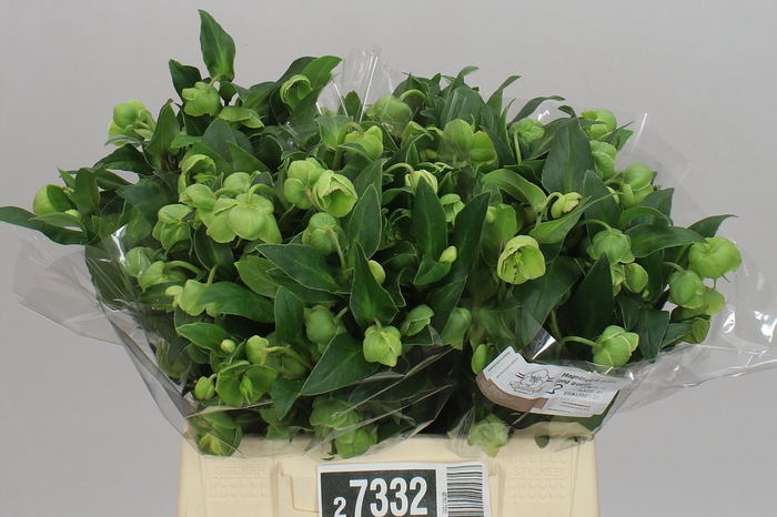 <h4>Helleborus Magnificent Bells</h4>