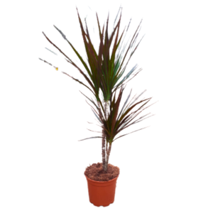 Dracaena overig
