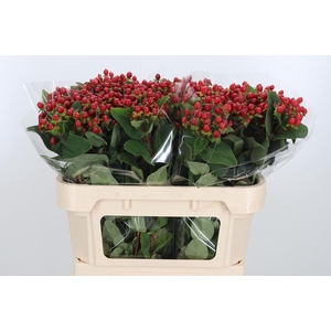 Hypericum Androsaemum