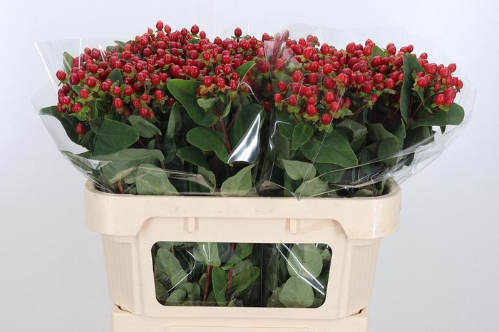 <h4>Hypericum Androsaemum</h4>