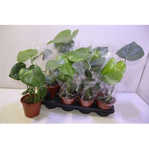 arr8 Monstera Deliciosa