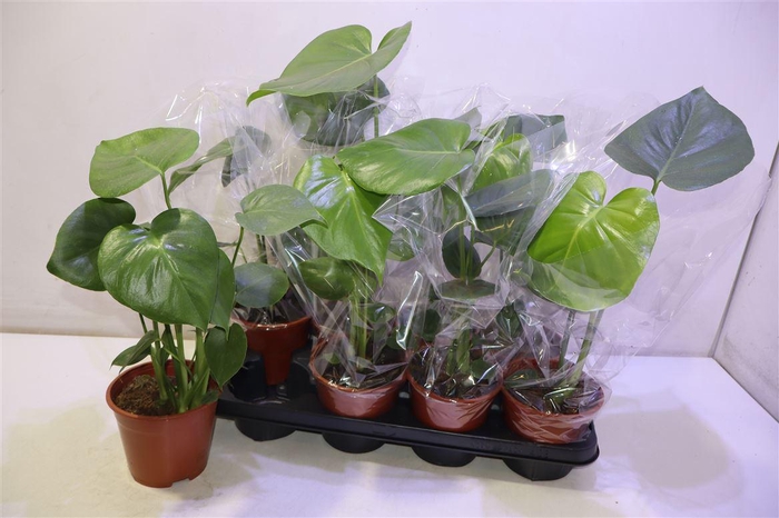 <h4>arr8 Monstera Deliciosa</h4>