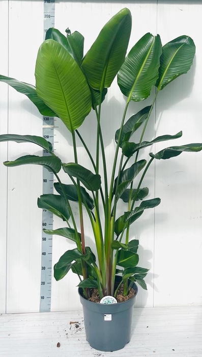 <h4>STRELITZIA NICOLAI</h4>