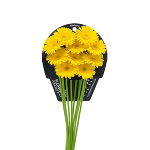 Ge Mi Emoji Flowerracket