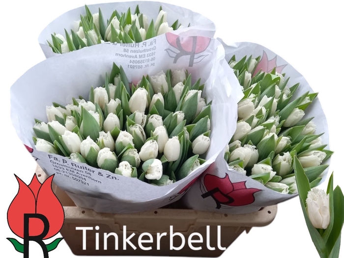 <h4>TU FR TINKERBELL</h4>