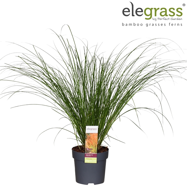 <h4>Carex testacea Prairie Fire P14</h4>