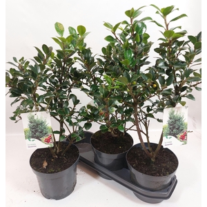 ILEX MES HECKENFEE