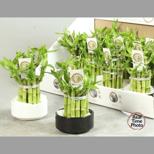DRA LUCKY BAMBOO