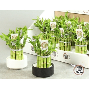 DRA LUCKY BAMBOO