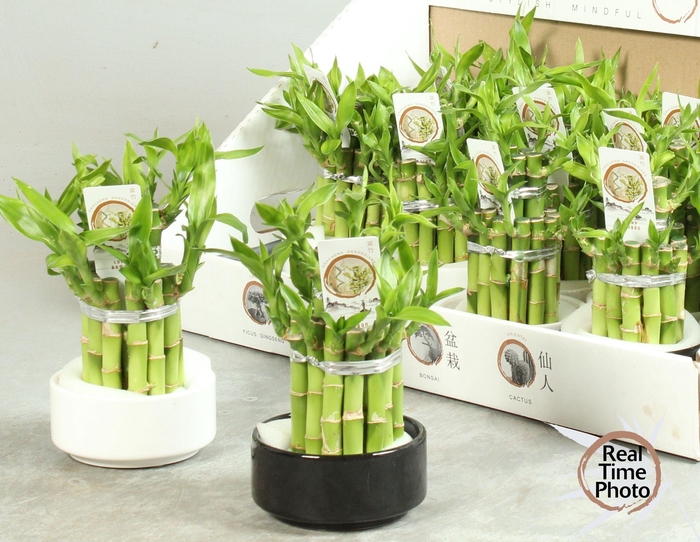 <h4>DRA LUCKY BAMBOO</h4>
