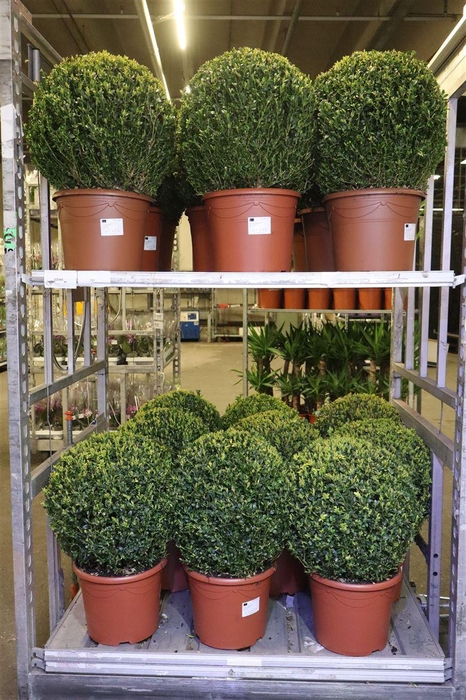 <h4>Buxu Sempervirens</h4>