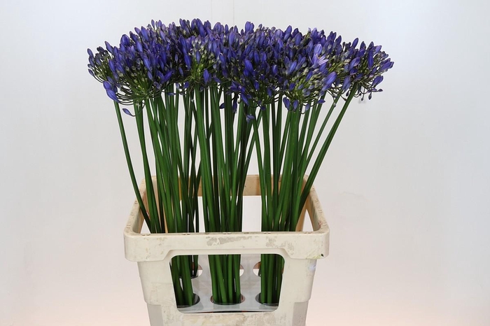 Agapanthus Uri