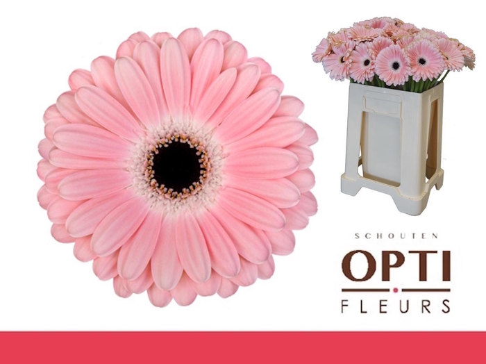 <h4>GE GR DULCIE-Water</h4>