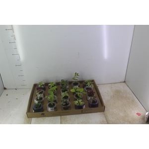 HIDROCULTURA VARIADO P05 PLANTA ORNAMENTAL