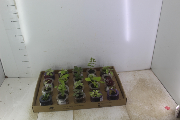 <h4>HIDROCULTURA VARIADO P05 PLANTA ORNAMENTAL</h4>