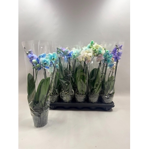 PHAL GEM