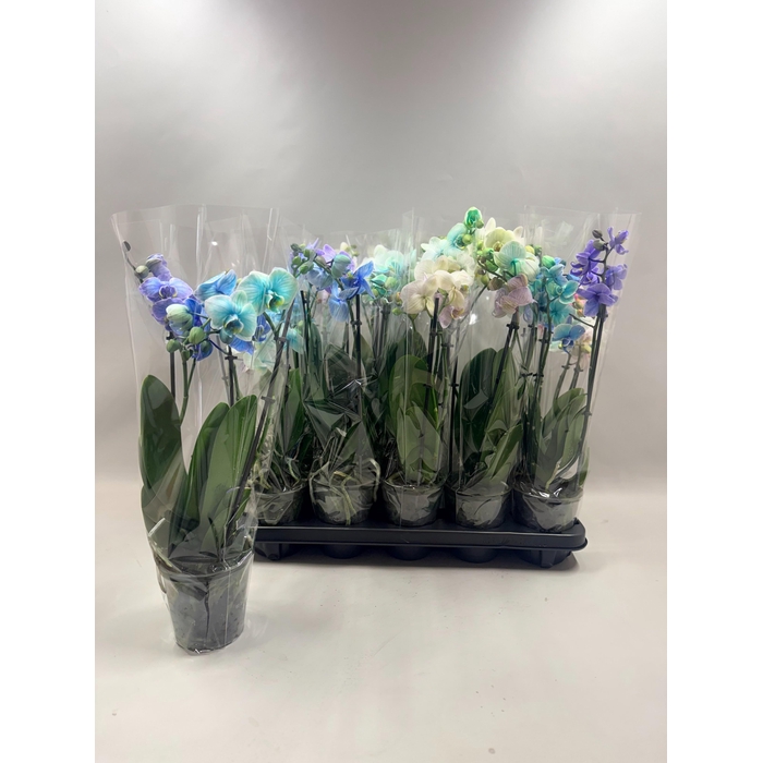 <h4>PHAL GEM</h4>